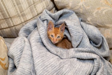 Çekici turuncu kedi yavrusu mavi bir kanepede dinleniyor. Gözlerinin rengi battaniyenin rengine uyuyor..