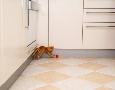 Büyüleyici turuncu kedi yavrusu mutfakta kırmızı topuyla oynuyor.