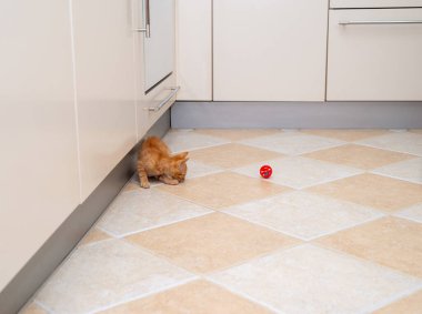 Büyüleyici turuncu kedi yavrusu mutfakta kırmızı topuyla oynuyor.