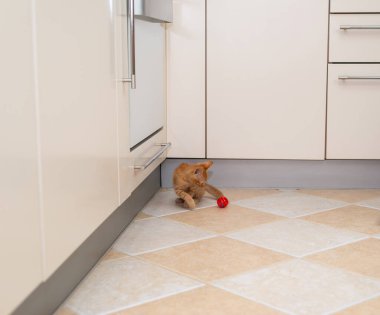 Büyüleyici turuncu kedi yavrusu mutfakta kırmızı topuyla oynuyor.