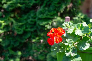 Yeşil yapraklı kırmızı çiçek. Detay.