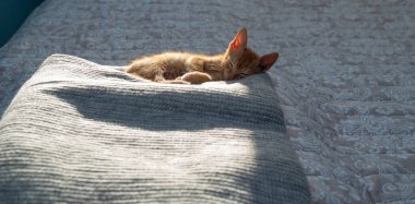 Çekici turuncu kedi yavrusu, arkadan kısmen güneş ışığı alıyor, yatak odasındaki bir battaniyenin üzerinde uyuyor ve dinleniyor.