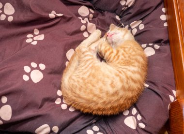 Portakal rengi bir kedi yavrusu köpek yatağında kıvrılıp uyuyor.