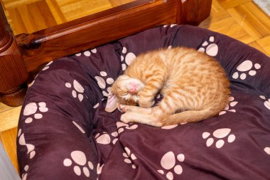 Portakal rengi bir kedi yavrusu köpek yatağında kıvrılıp uyuyor.