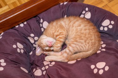 Portakal rengi bir kedi yavrusu köpek yatağında kıvrılıp uyuyor.