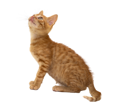 Çekici bir turuncu kedi yavrusu, şeffaf arka planda merakla etrafa bakıyor.