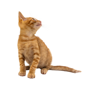 Çekici bir turuncu kedi yavrusu, şeffaf arka planda merakla etrafa bakıyor.