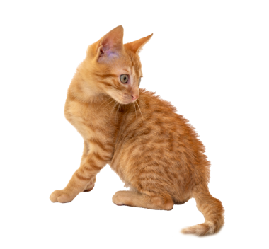 Çekici bir turuncu kedi yavrusu, şeffaf arka planda merakla etrafa bakıyor.