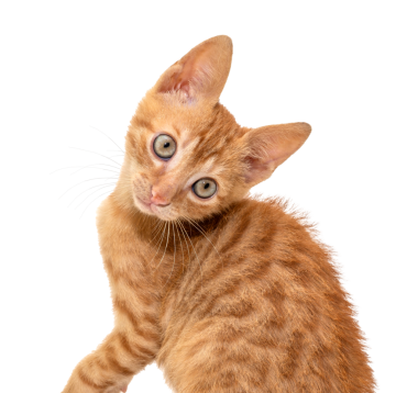 Çekici bir turuncu kedi yavrusu, şeffaf arka planda merakla etrafa bakıyor.