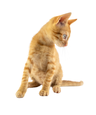 Çekici bir turuncu kedi yavrusu, şeffaf arka planda merakla etrafa bakıyor.