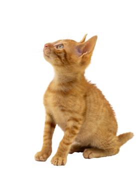 Çekici bir turuncu kedi yavrusu, şeffaf arka planda merakla etrafa bakıyor.