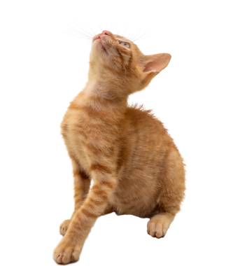 Çekici bir turuncu kedi yavrusu, şeffaf arka planda merakla etrafa bakıyor.