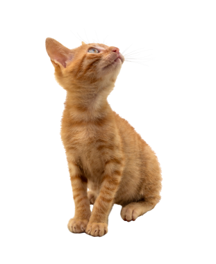 Çekici bir turuncu kedi yavrusu, şeffaf arka planda merakla etrafa bakıyor.