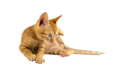 Çekici bir turuncu kedi yavrusu, şeffaf arka planda merakla etrafa bakıyor.