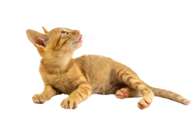 Çekici bir turuncu kedi yavrusu, şeffaf arka planda merakla etrafa bakıyor.