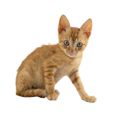 Şeffaf arkaplanda ilginç bir şekilde görünen büyüleyici bir turuncu kedi yavrusu.