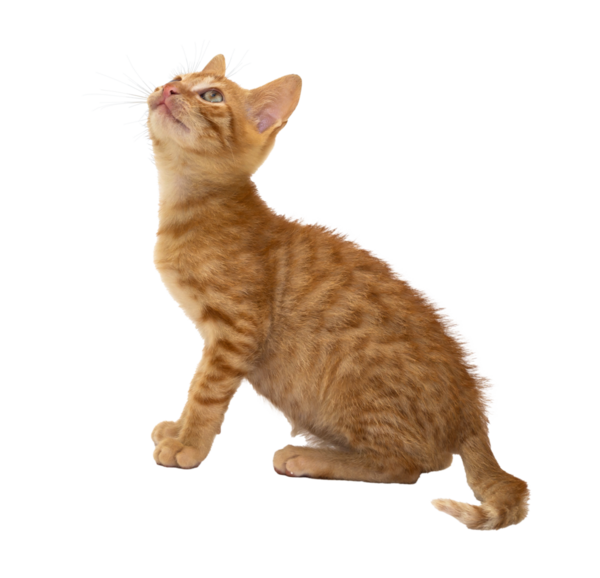 Çekici bir turuncu kedi yavrusu, şeffaf arka planda merakla etrafa bakıyor.