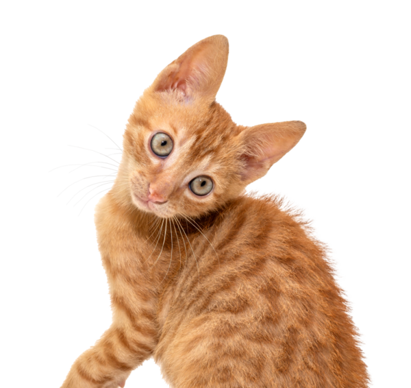 Çekici bir turuncu kedi yavrusu, şeffaf arka planda merakla etrafa bakıyor.