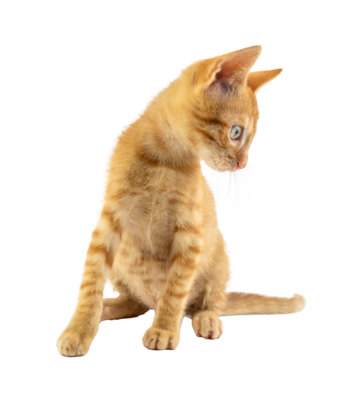 Çekici bir turuncu kedi yavrusu, şeffaf arka planda merakla etrafa bakıyor.