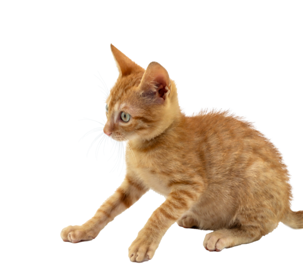 Çekici bir turuncu kedi yavrusu, şeffaf arka planda merakla etrafa bakıyor.