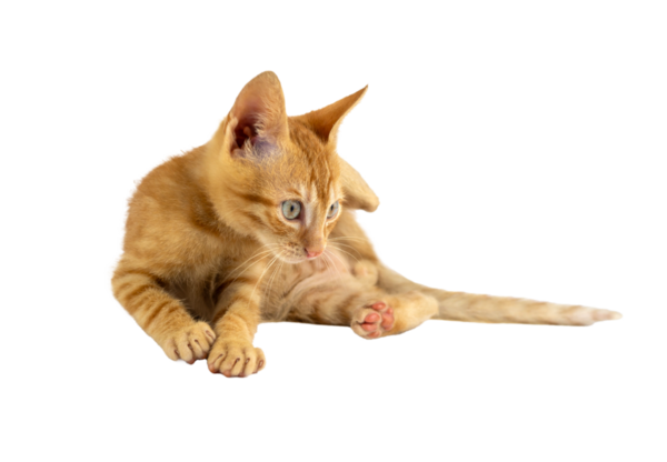 Çekici bir turuncu kedi yavrusu, şeffaf arka planda merakla etrafa bakıyor.