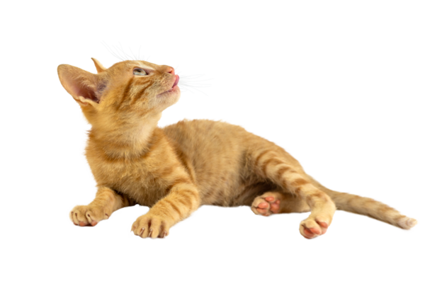 Çekici bir turuncu kedi yavrusu, şeffaf arka planda merakla etrafa bakıyor.