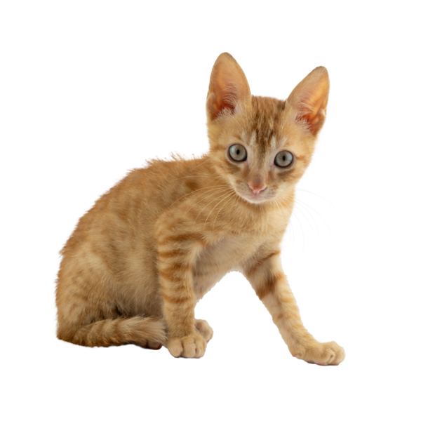 Şeffaf arkaplanda ilginç bir şekilde görünen büyüleyici bir turuncu kedi yavrusu.