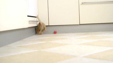 Küçük, sarı kedi yavrusu mutfakta kırmızı bir topla oynuyor.