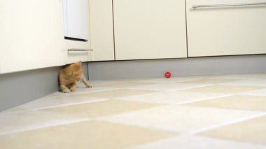 Küçük, sarı kedi yavrusu mutfakta kırmızı bir topla oynuyor.