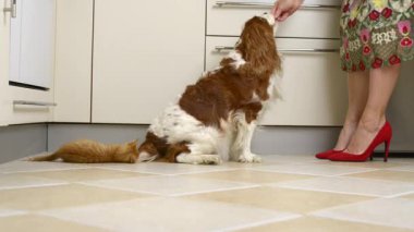 Sarı kedi bir köpeğin kuyruğuyla oynarken köpek ödül bisküvileri alıyor.