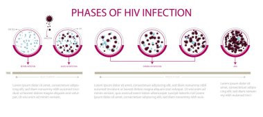 HIV enfeksiyonunda aşamalar. CD24 hücreleri.