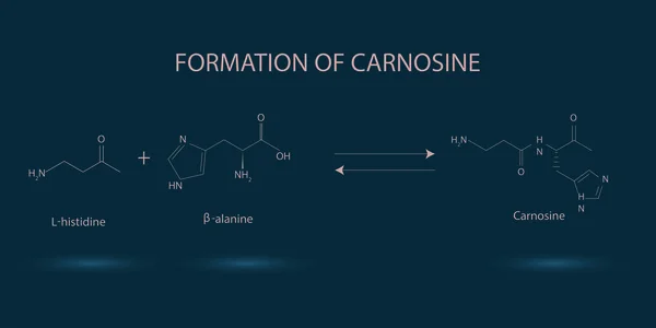 stock vector Formation of the carnosine molecule