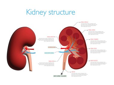 Vektör içindeki bir böbreğin yapısı ve bileşimini gösteren bir bölüm.