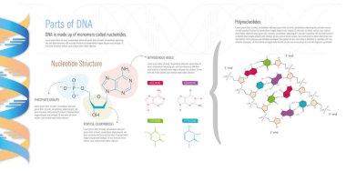 DNA parçaları, nükleotit yapısı ve temel elementleri, azot bazlar, pentoz ve fosfat grupları, beyaz arka planda..