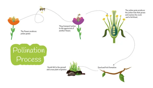 Infografik Über Den Wichtigen Bestäubungsprozess Der Bienen Symbole Auf Weißem — Stockvektor