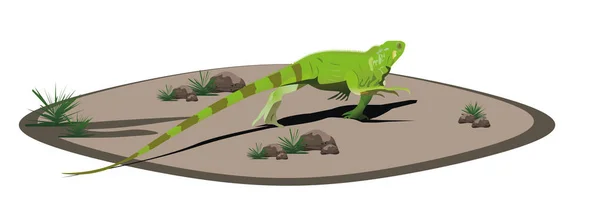 Iguana Marche Sur Terre — Image vectorielle