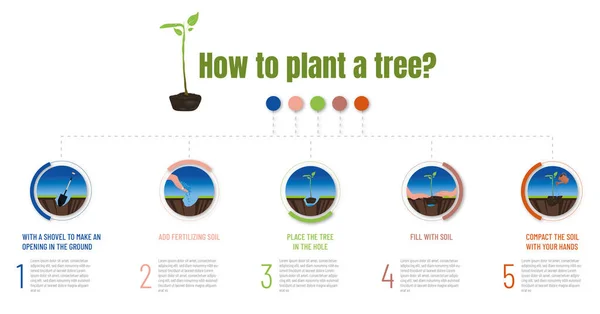 Infografía Los Pasos Seguir Para Plantar Árbol Colaborar Reforestación Cuidado — Vector de stock