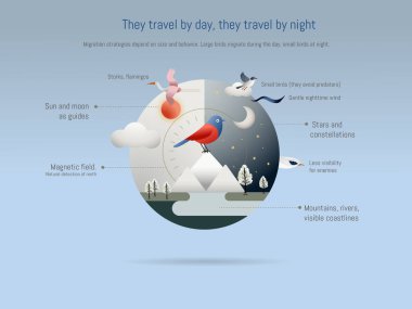 Gündüz ve gece göç eden kuşlar güneş, ay, yıldızlar, manyetik alanlar ve yırtıcı hayvanlardan kaçınmak için çeşitli stratejiler uygularken görülebilir işaretler kullanarak yön bulurlar.
