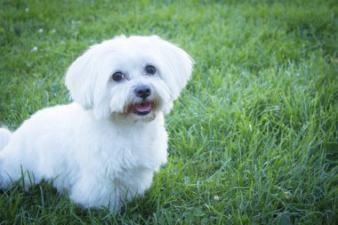 Çimlerin üzerinde beyaz Malta bichonu. Kimse yok.