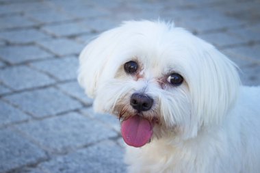 Çimlerin üzerinde beyaz Malta bichonu. Kimse yok.