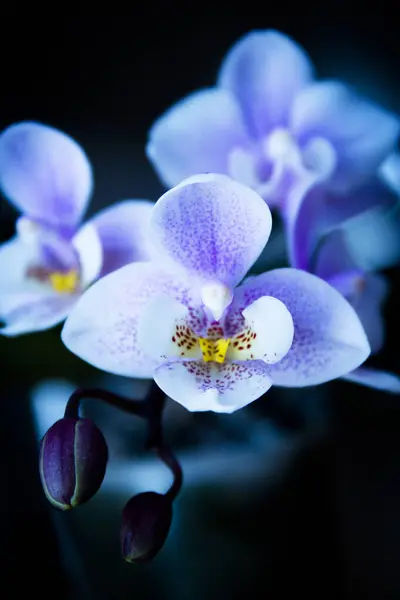 白色和紫色的玩具兰花 没有人 图库照片
