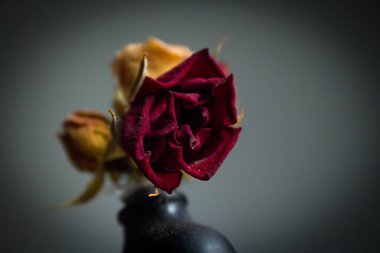 Bir sarı gül ve iki kuru kırmızı gül. Koyu arkaplan