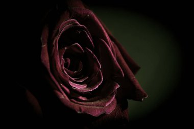 Siyah arkaplanda tamamen açık kırmızı gül. Kimse yok.