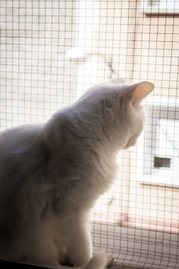 Yeşil gözlü beyaz bir kedinin portresi. Kimse yok.