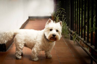 West Highland White Terrier köpek portresi. Kimse yok.