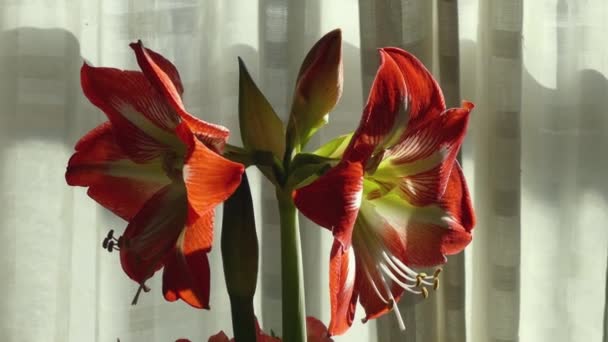 Tímto Úchvatným Detailním Záběrem Rozkvetlého Červeného Květu Proti Krásné Oponě — Stock video