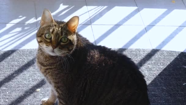 Dieses Liebenswerte Video Zeigt Eine Entzückende Und Neugierige Katze Die — Stockvideo