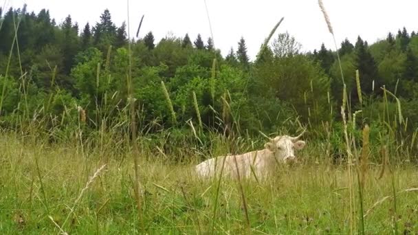 Filmagem Muito Fofa Uma Vaca Deitada Chão Entre Grama Com — Vídeo de Stock