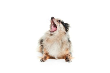 Küçük şirin bir köpeğin portresi, Pomeranya tükürüğü yerde yatıyor ve beyaz arka planda tek başına esniyor. Evcil hayvan kavramı, evcil hayvan arkadaşı, bakım, hareket, veteriner. İlan için alanı kopyala