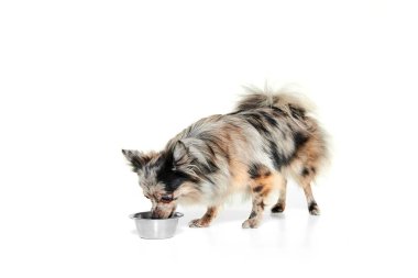 Küçük şirin bir köpeğin portresi, Pomeranian tükürüğünün beyaz arka planda izole edilmiş şekilde yemesi. Evcil hayvanları besliyor. Evcil hayvan kavramı, evcil hayvan arkadaşı, bakım, hareket, veteriner. İlan için alanı kopyala